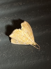 Glaphyria glaphyralis