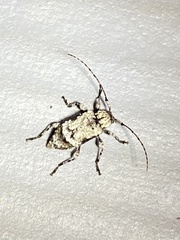 Leptostylus asperatus