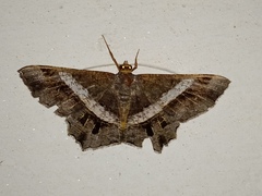 Chiasmia nora