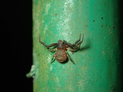 Pycnaxis