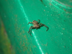 Pycnaxis