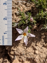 Phlox hoodii canescens