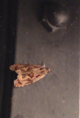 Zomaria interruptolineana