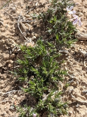 Phlox hoodii canescens