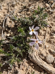 Phlox hoodii canescens