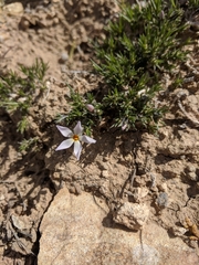 Phlox hoodii canescens
