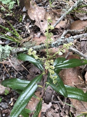 Comarostaphylis discolor