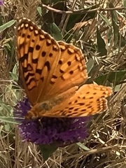 Speyeria coronis semiramis