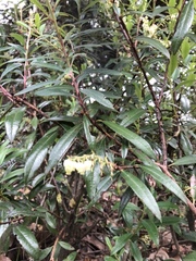 Comarostaphylis discolor