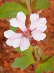 Goodenia krauseana