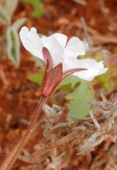 Goodenia krauseana