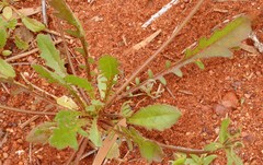 Goodenia krauseana