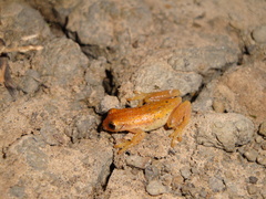 Dendropsophus sanborni