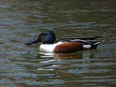 Spatula clypeata