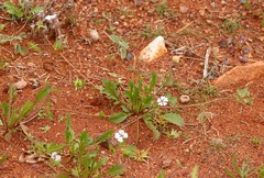 Goodenia krauseana