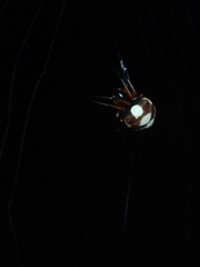 Araneus ejusmodi