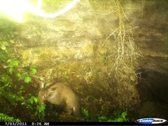 Capricornis sumatraensis