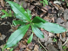 Rapanea juergensenii