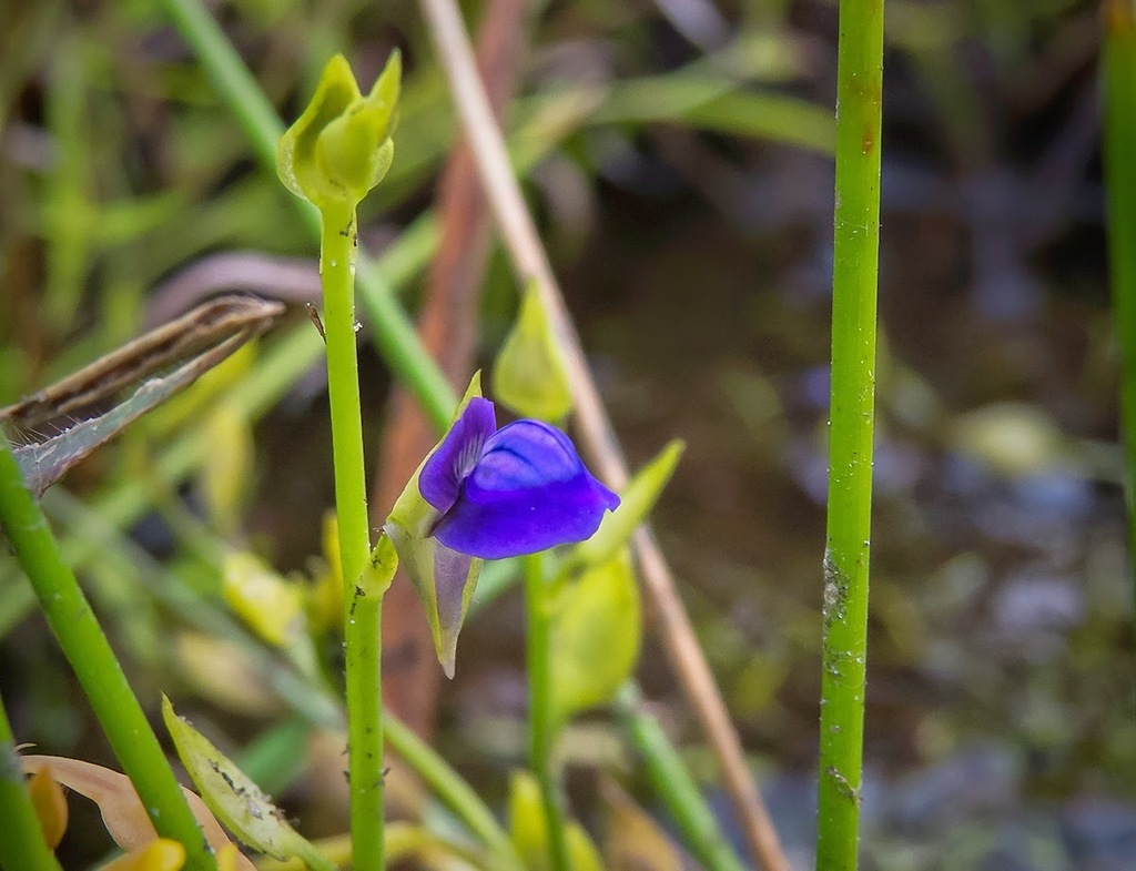 Utricularia polygaloides Edgew. 4
