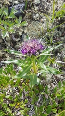 Saussurea denticulata