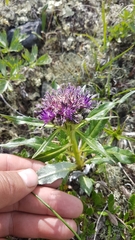 Saussurea denticulata