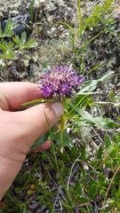 Saussurea denticulata