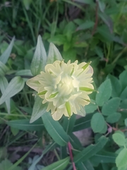 Castilleja unalaschcensis