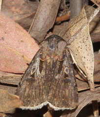 Agrotis radians