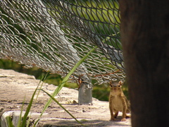 Notocitellus annulatus