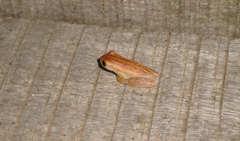 Dendropsophus sanborni