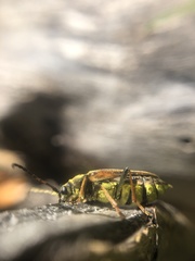 Lepturobosca