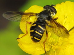 Sericomyia chrysotoxoides image