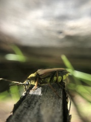 Lepturobosca