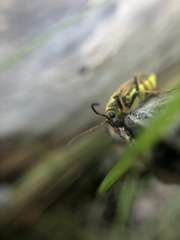 Lepturobosca