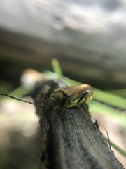 Lepturobosca
