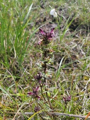 Pedicularis parviflora
