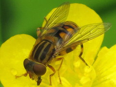 Parhelophilus laetus