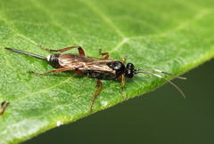 Agrothereutina