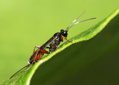 Agrothereutina