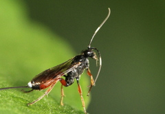 Agrothereutina