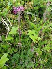 Pedicularis ornithorhynchos