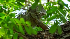 Iguana iguana