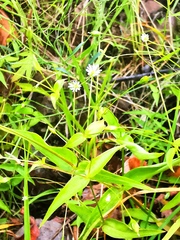 Stellaria fenzlii