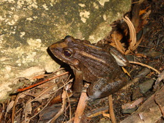 Leptodactylus macrosternum