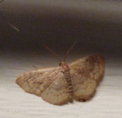 Leptostales ferruminaria