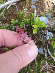 Exobasidium cassiopes