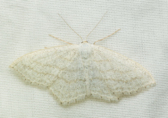 Scopula junctaria