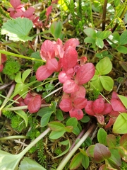 Exobasidium vaccinii-uliginosi