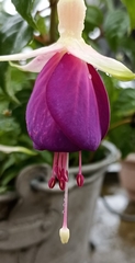 Fuchsia × hybrida