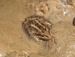 Leptodactylus luctator